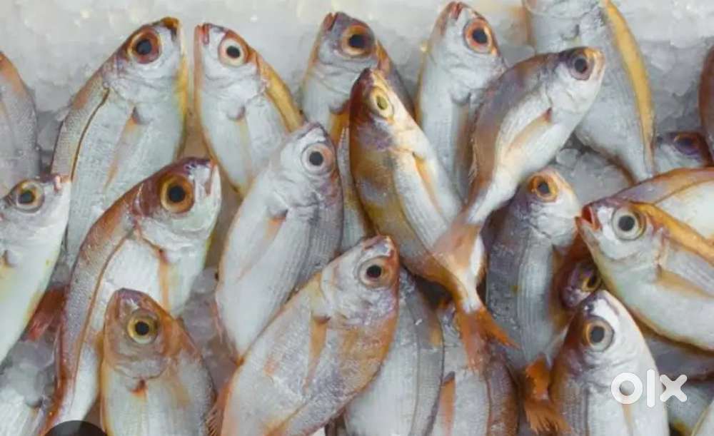 Door to door fish selling man