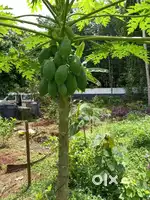 Residential land for sale