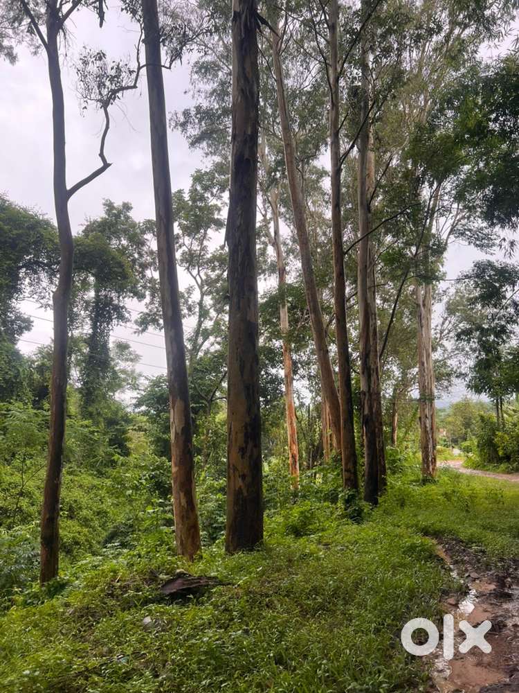 Plot for sale at tenyiphe b khel (chumukedima)
