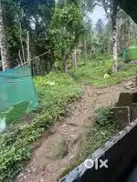 Urgent need of money