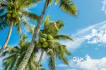 Karachery Farmland 1.5L/Cent – 10 Mins from Chettipalayam