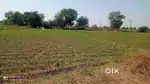 Agriculture Land in Motisar Suitable for Farmhouse