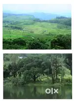TEA ESTATE SALE IN IDUKKI