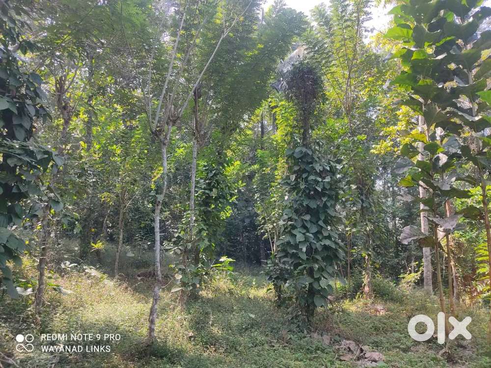 1-Acre North-Facing Plot in Padichira, Pulpally Wyanad