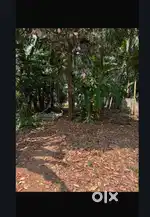 Prime Residential Plot Available for Sale in Aluva Town (5–10 cents)