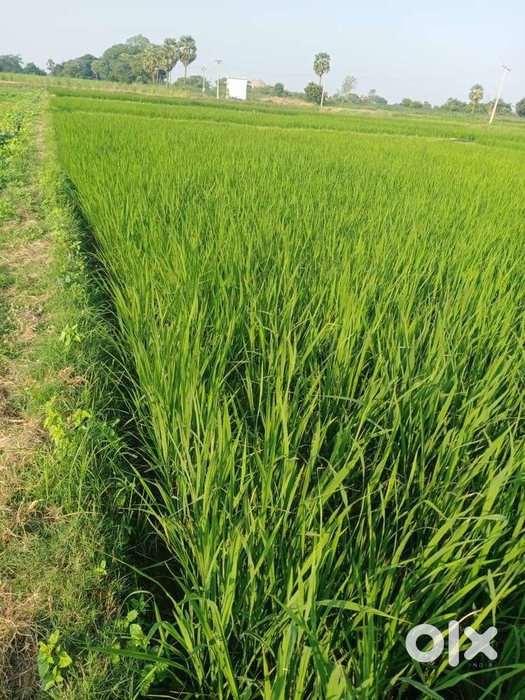 agriculture land sale