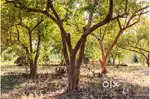 Corporate Agriculture Farm plots for sale off Bangalore Airport