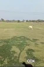 Total plot 15 bigha for sale Litchu pokri bazar