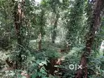 Fame&Agricultural Land For sale Kallampara wadakkanchery