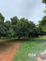 27 acers of mango farm for sale in IB Thandur village.