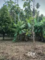 12 cent plot