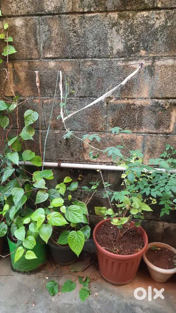 1BHK for RENT, @ MDS NAGAR, GOOD WATER, GOOD LOCATION