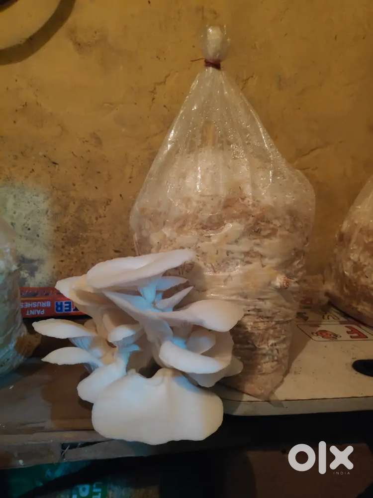 घर के फ्रेश मशरूम 200gm. pack