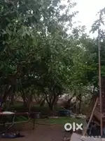 2बीगा अमरूद का बगीचा बिकाऊ है दोनों तरफ रोड है