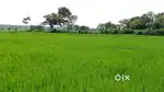 13 Bigha land, Three sided open on road
