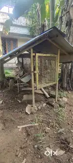 Chicken coop