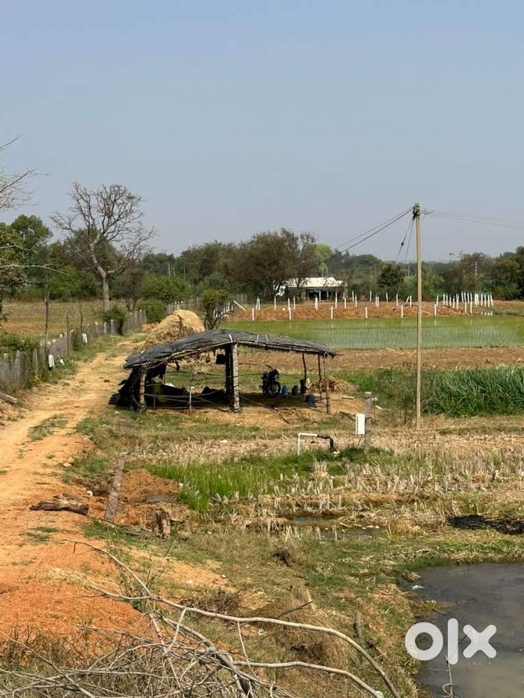 6 Guntas (726 Sqyrds) Farm land for sale