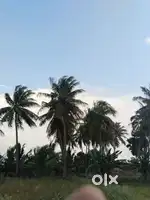 Agriculture land
