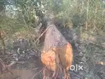 Tick round logs