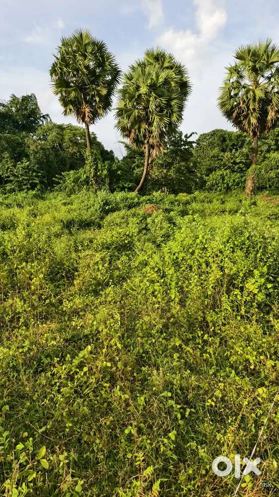 സ്ഥലം പറമ്പ് വില്പനക്ക് പട്ടാമ്പി കൂട്ടുപാത 5,10, 15,20 sent