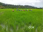 40 Cents Paddy land (Vari Chenu) for Sale.