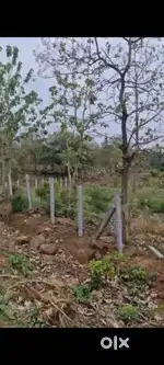 Land for Sale in Sasalu Hobli, Doddaballapura Land for Sale!  - 2 acr