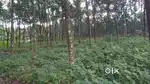 Ettumanoor kanakkary 8 cent, asking price 2 lakhs, price negotiable