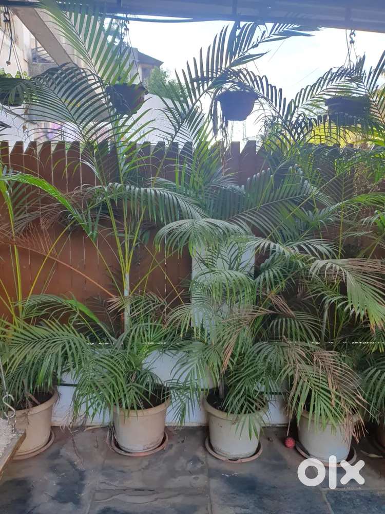 Palm Plants For Sale with Pots