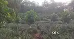 Pineapple and pulav