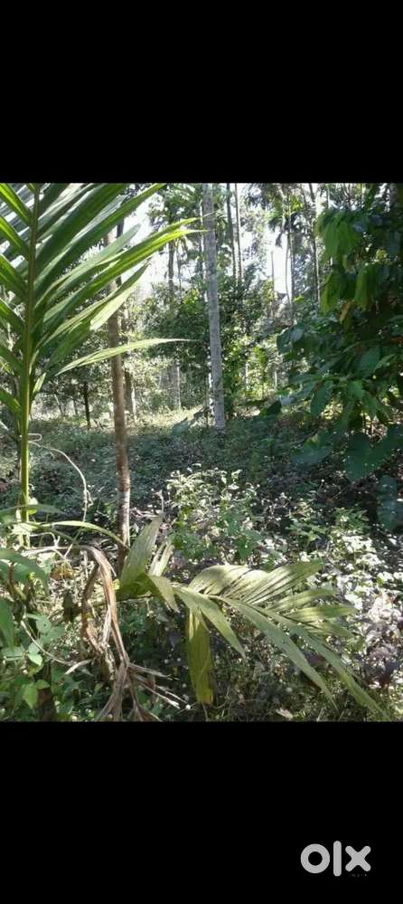 50 cent land plot for sale(River Frontage) Vazhakulam-Muvattupuzha