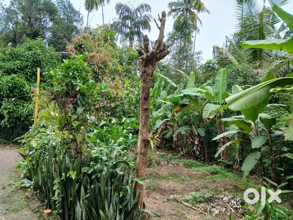 Aluva  teruvaloor house polot 27cent sael