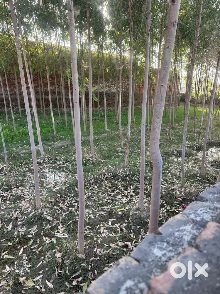 Padla ma 18 marla plot