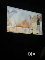 Lg 43 inch 4 k Full hd