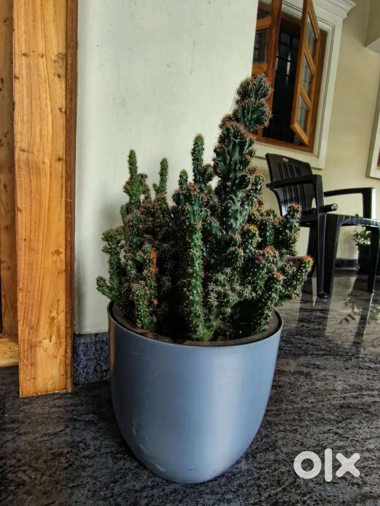 Cereus repandus(peruvian apple cactus)