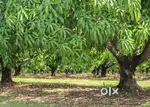 Corporate Mango Farms for sale in the Prime Farming land