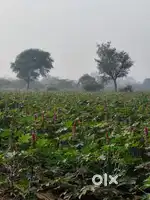 AGRICULTURE LAND FOR SALE