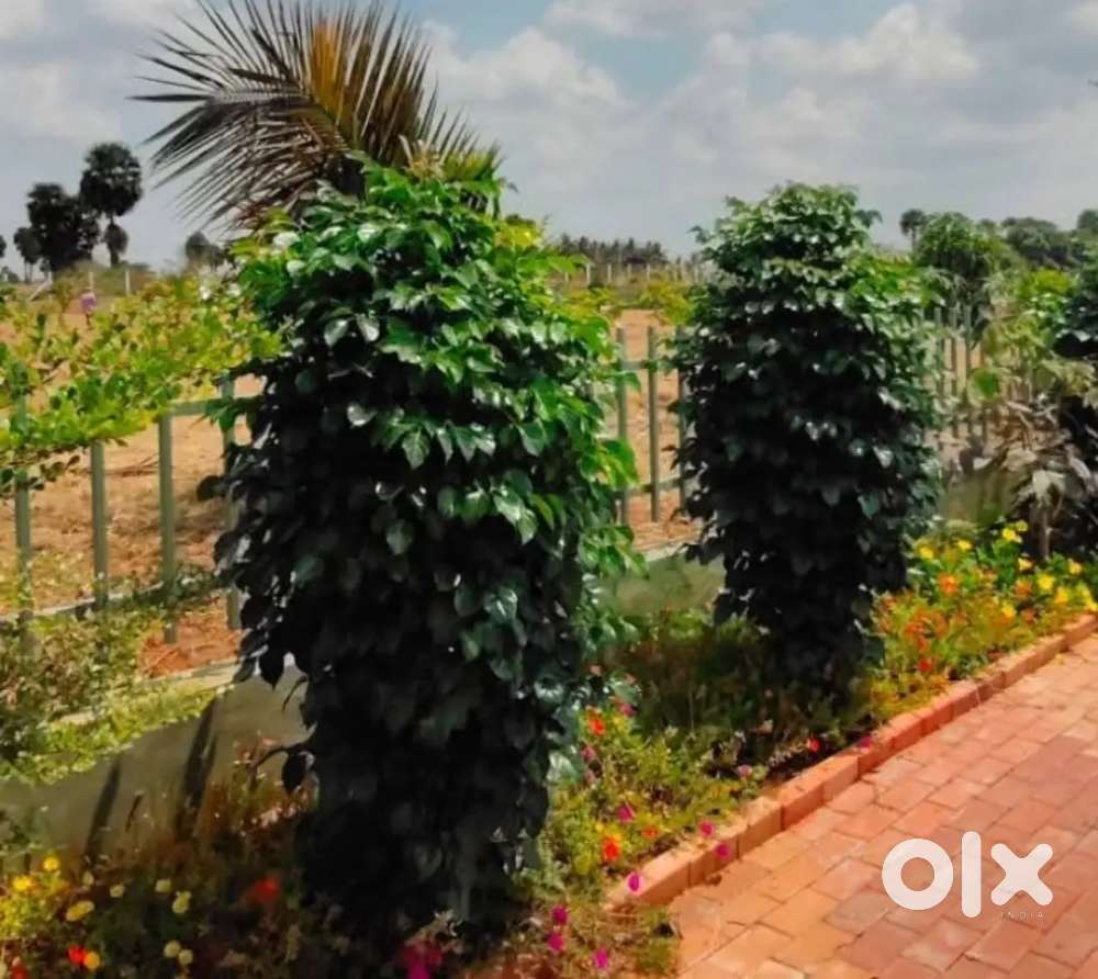 21  25, 50 cents FRUITS FARM LAND FOR SALE