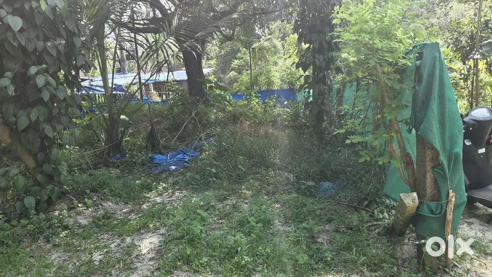 16 cent plot Cherthala st micils college NH. 1 km