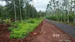 പുൽപ്പള്ളിയിൽ 6 സെൻ്റ് ഹൗസിംഗ് പ്ലോട്ട് വിൽപ്പനയ്ക്ക്