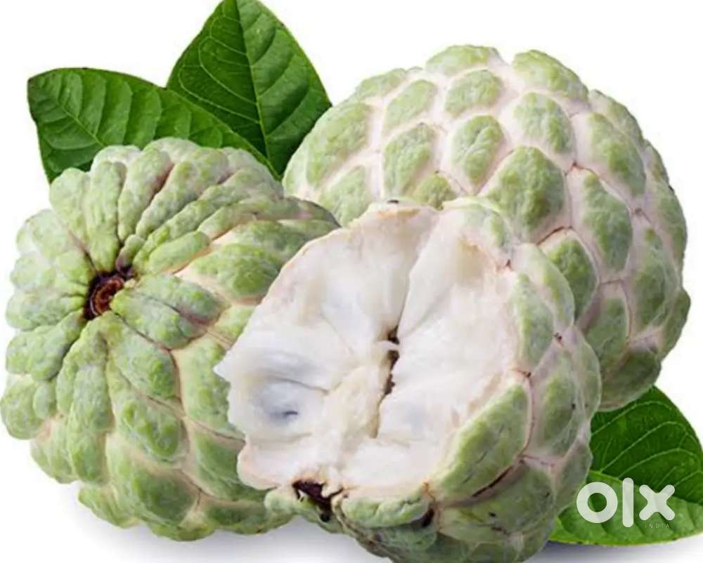 Need a boy for juice counter fresher welcome.location hitech City..