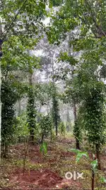 1.5 ഏക്കർ പട്ടയസ്ഥലം ഒറ്റിക്ക്