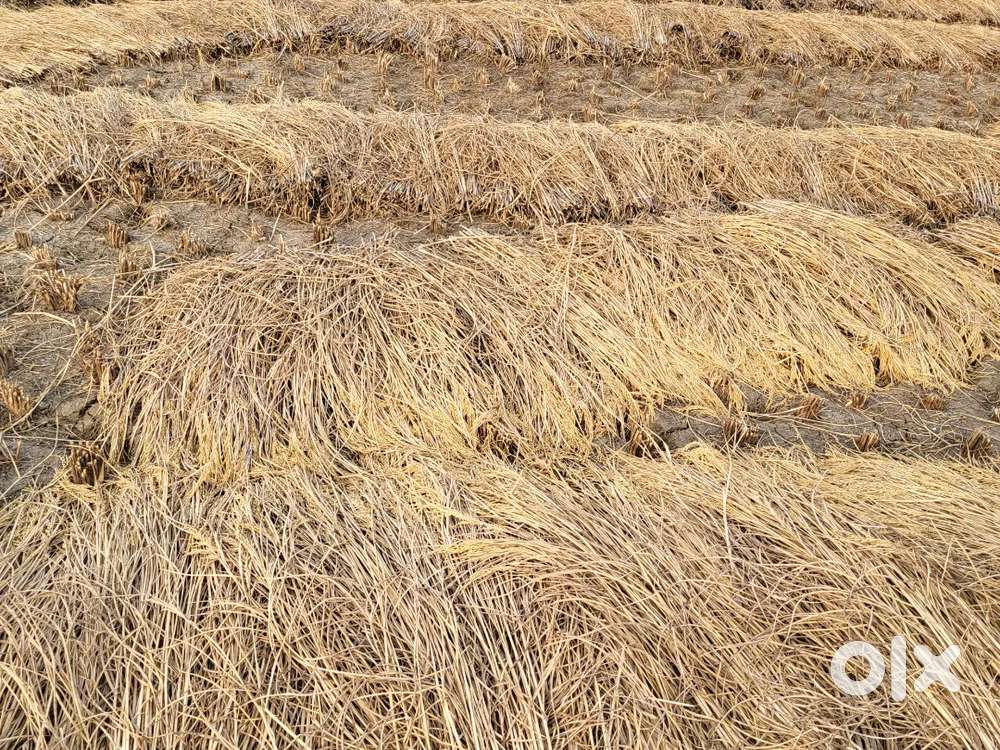 Total of 2 kattha available in sampatchak