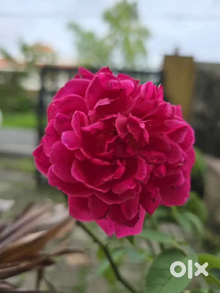 Commercial Office/Shop at Ernakulam city