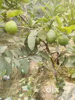 121 gaz. Shashtri colony, vakil lane,gali no.4.