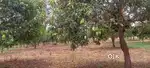 30 Mango trees Avaialble,24 lakh per Acre,3 Acres agriculture landsale