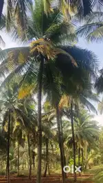 Pollachi to Coimbatore hiway road nearly