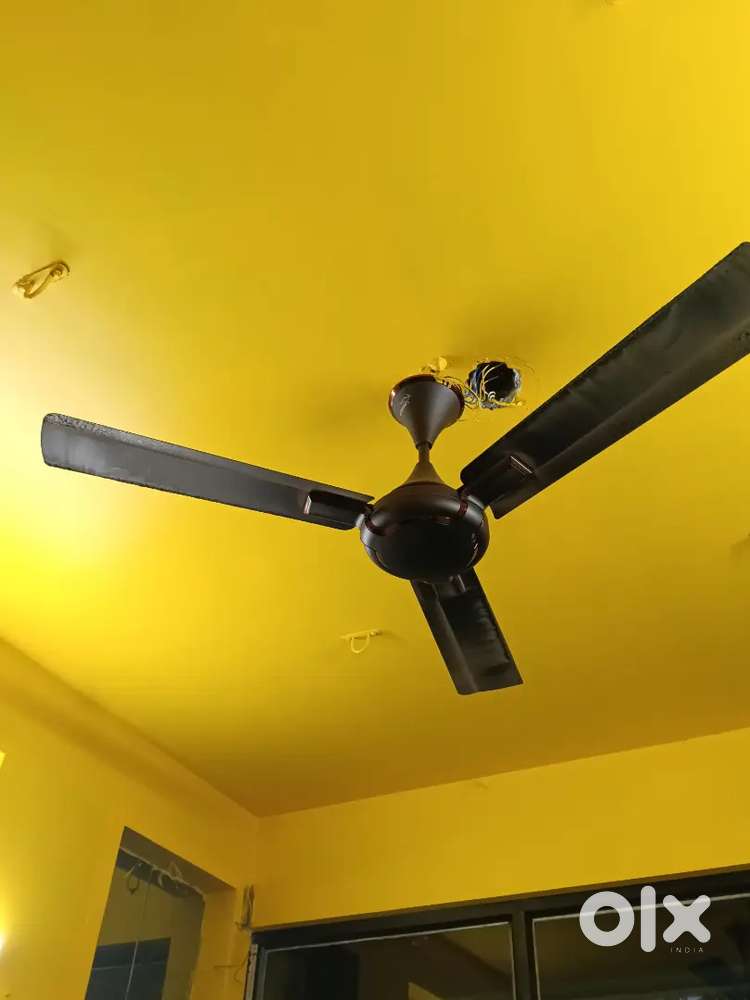 Fan ceiling