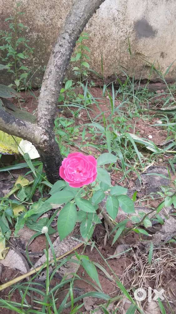 Superb residential plot at Sancoale