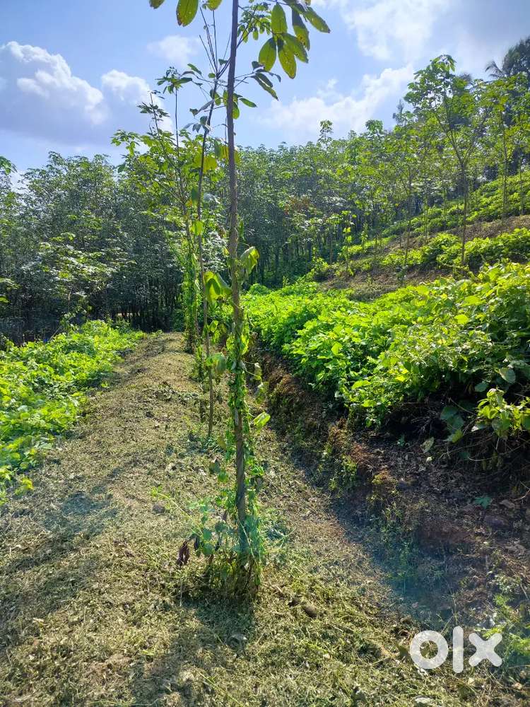 റബർ തോട്ടം വില്പനയ്ക്ക്