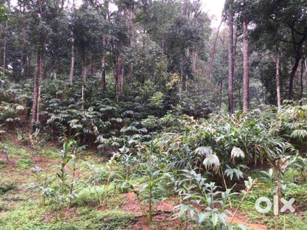 30 Acres of Land in Munnar